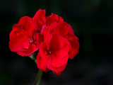 red-flower-160-120