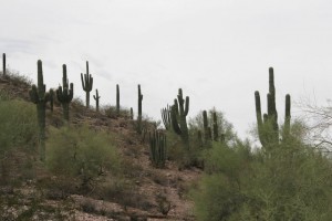 Botanical Gardens