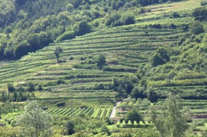 Vineyards