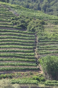 Vineyards