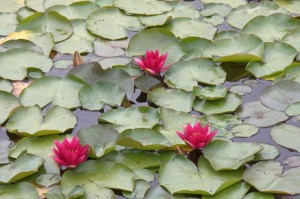 Schonbrunn Palace garden