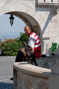 Man with Hawk