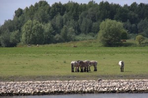 Dutch horses