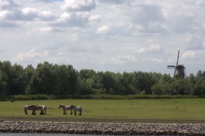 Dutch horses