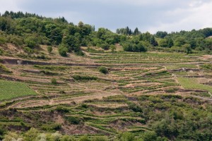 Vineyards