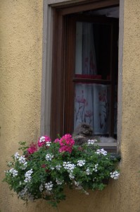 Kitty in the window