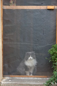 Kitty in the doorway