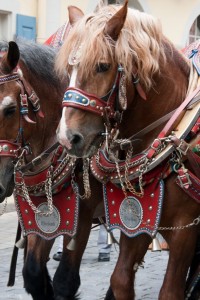 Horses pulling the beer wagon