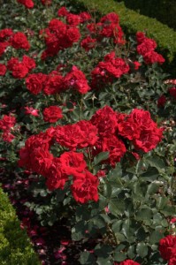 The garden behind the New Residence