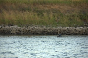 Heron