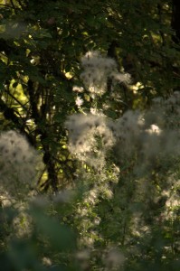 Milky flowers