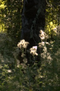 Milky flowers