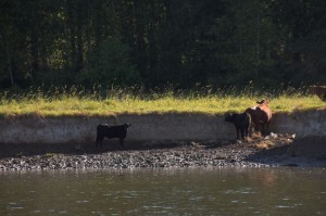 River cows