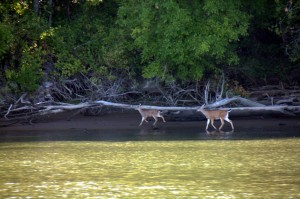 River deer