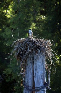 Osprey