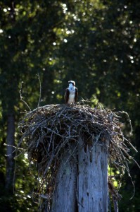 Osprey