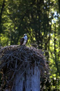 Osprey