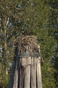 Osprey