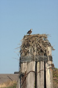 Osprey