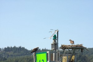 More Osprey