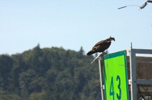 Osprey closeup