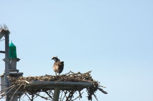 Osprey