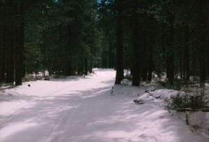 Snowy road through the wilderness