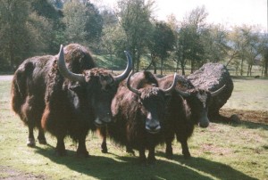 Musk Ox