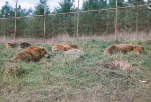 Sleeping bears