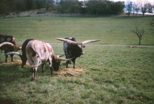 Longhorns