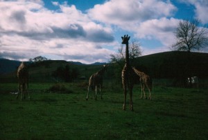 Giraffes