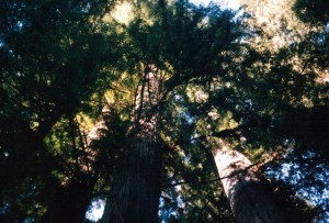 Redwoods