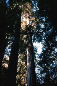 Redwoods