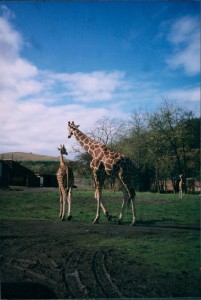 Giraffes