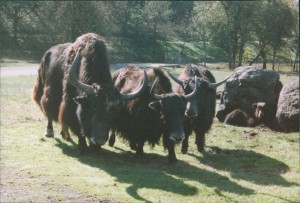 Musk Ox?