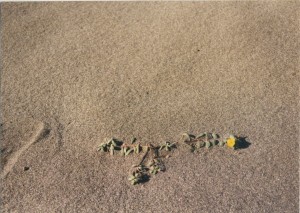 Flower at the beach