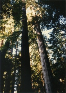 Redwoods