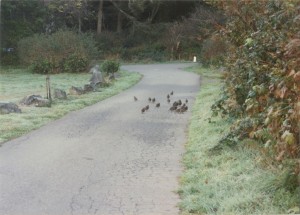 Quail parade