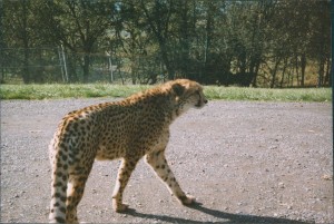 Cheeta