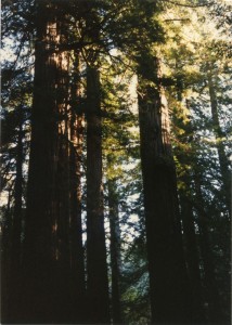 Redwoods