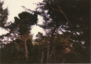 Coastal trees