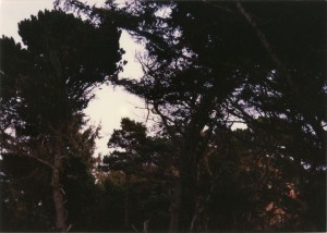 Coastal trees