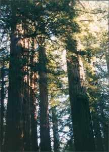 Redwoods