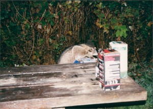 Racoons stealing our breakfast