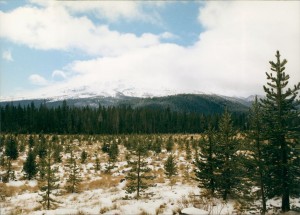 Mt. Shasta from the back