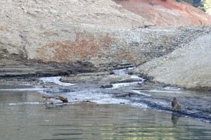 Shasta Lake feeder