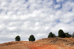 Trees and sky