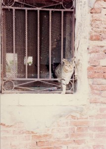 Kitty in the window