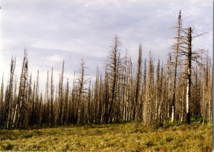 Dead trees