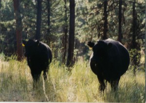 Cows in the trees